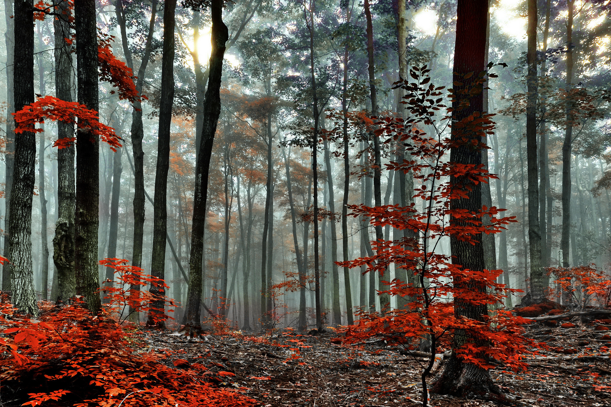 red, Forest, Trees, Autumn, Fog, Morning Wallpaper