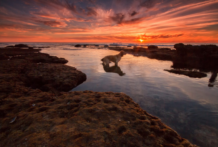seaaeyaey, Waiting, Beach, Dog, Sunset HD Wallpaper Desktop Background