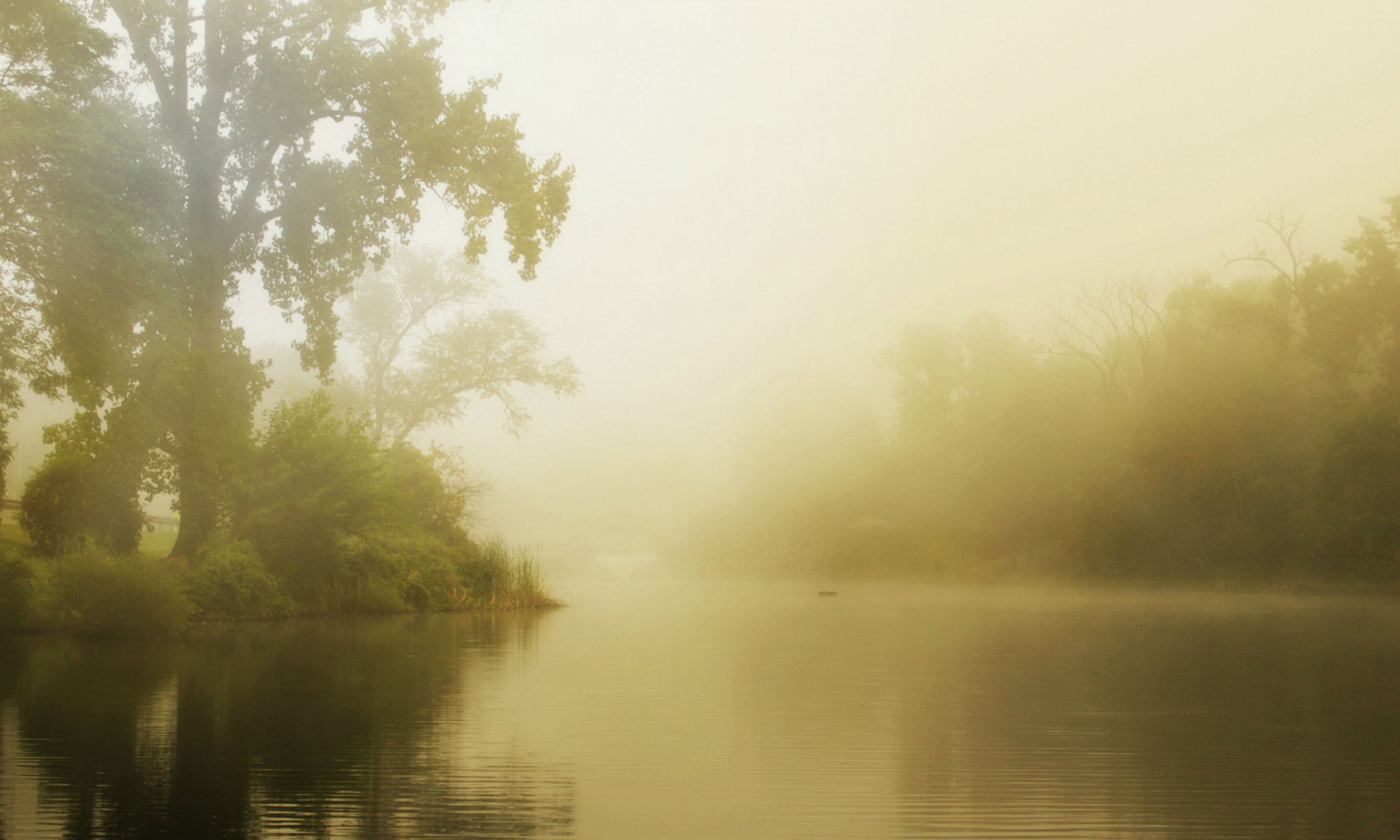 summer, Fog, Lake, Morning, Forest, Mood Wallpaper