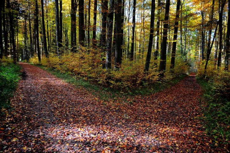 sunlight, Autumn, Trees, Ten, Road, Landscape HD Wallpaper Desktop Background