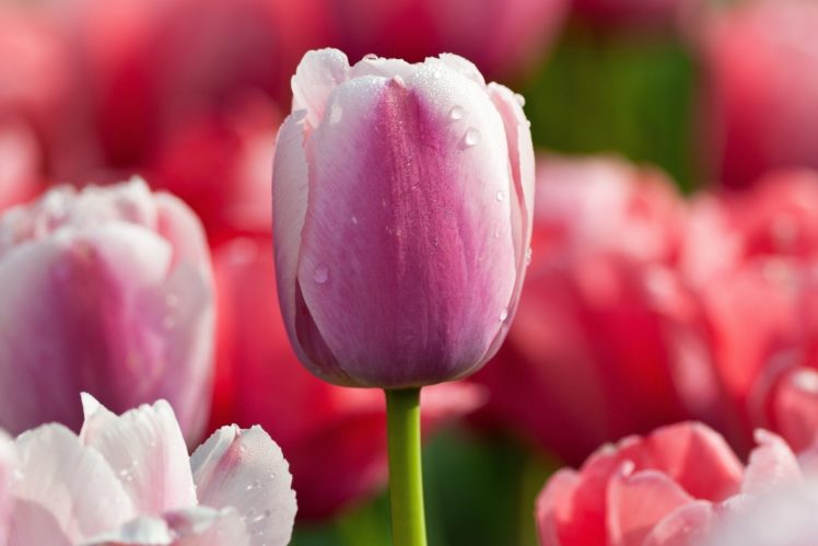 tulip, Flower, Pink, Drops HD Wallpaper Desktop Background