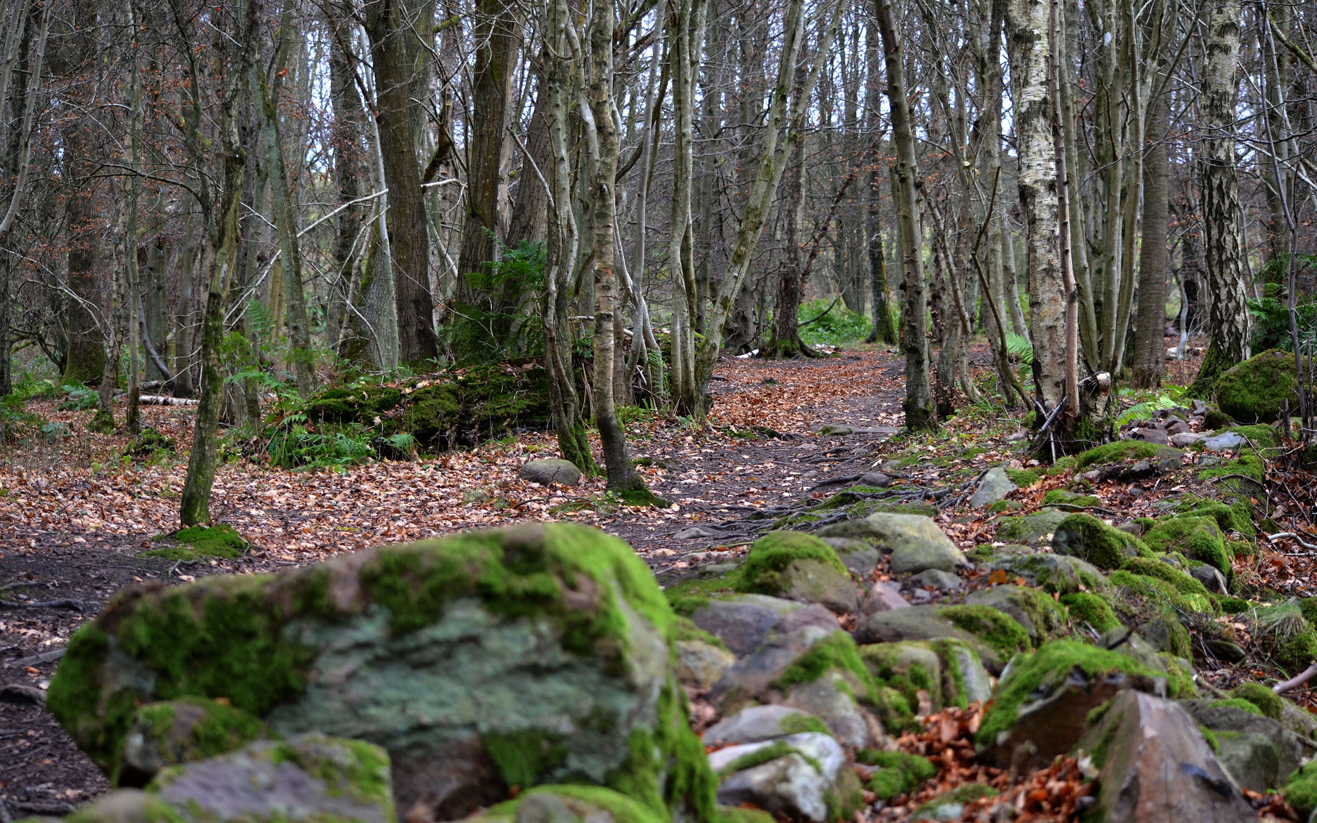 trees, Forest, Autumn Wallpaper