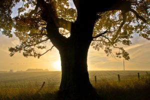 tree, Sunlight, Autumn, Fence