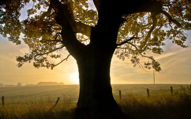 tree, Sunlight, Autumn, Fence HD Wallpaper Desktop Background