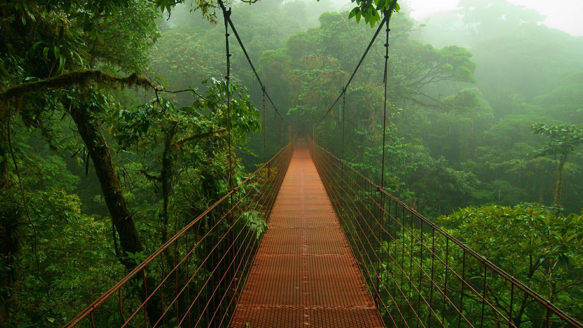 trees, Jungle, Rain, Forest, Forest, Bridge Wallpaper