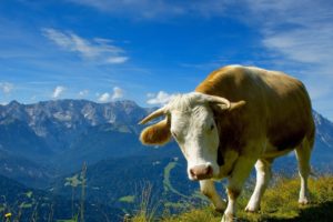 mountains, Clouds, Skylines, Animals, Cows