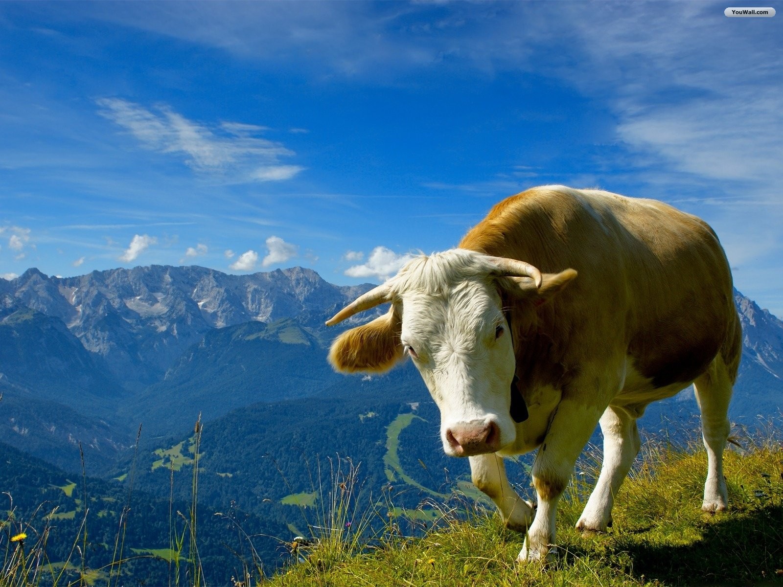 mountains, Clouds, Skylines, Animals, Cows Wallpaper