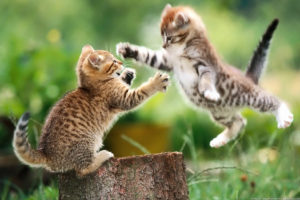 cats, Animals, Jumping, Outdoors, Kittens
