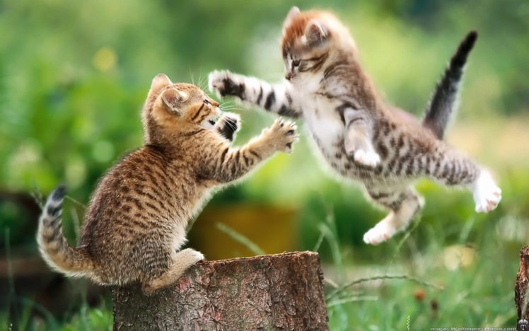 cats, Animals, Jumping, Outdoors, Kittens HD Wallpaper Desktop Background