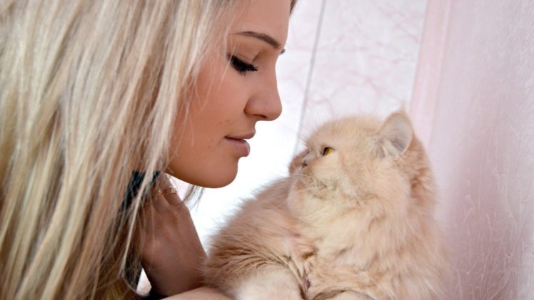 blondes, Cats HD Wallpaper Desktop Background