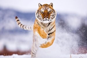 running, Siberian, Tiger
