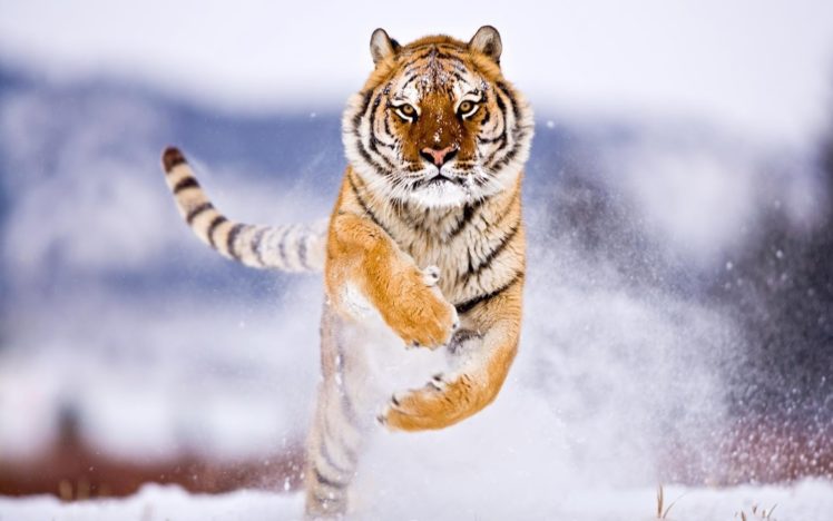 running, Siberian, Tiger HD Wallpaper Desktop Background