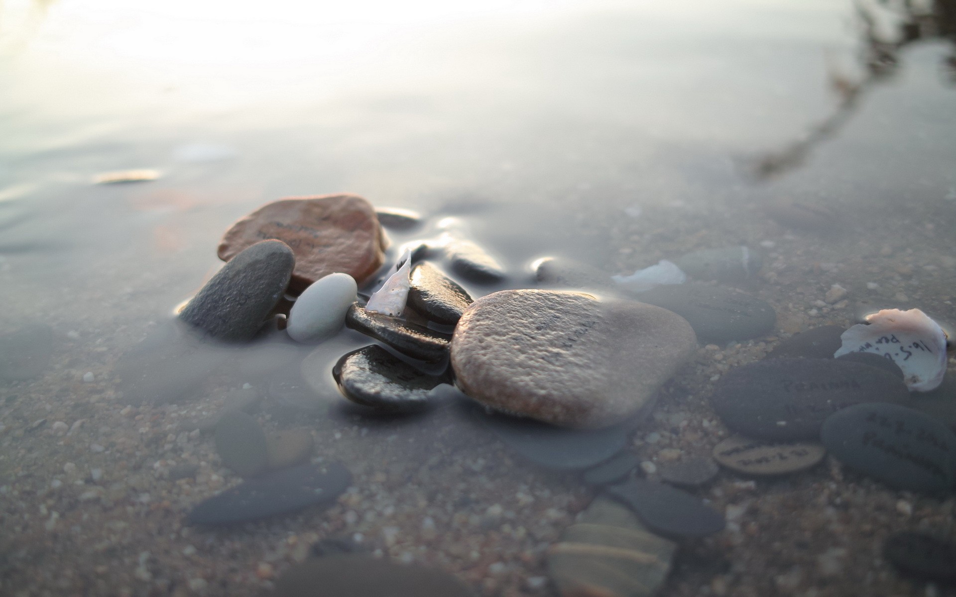 nature, Macro Wallpaper