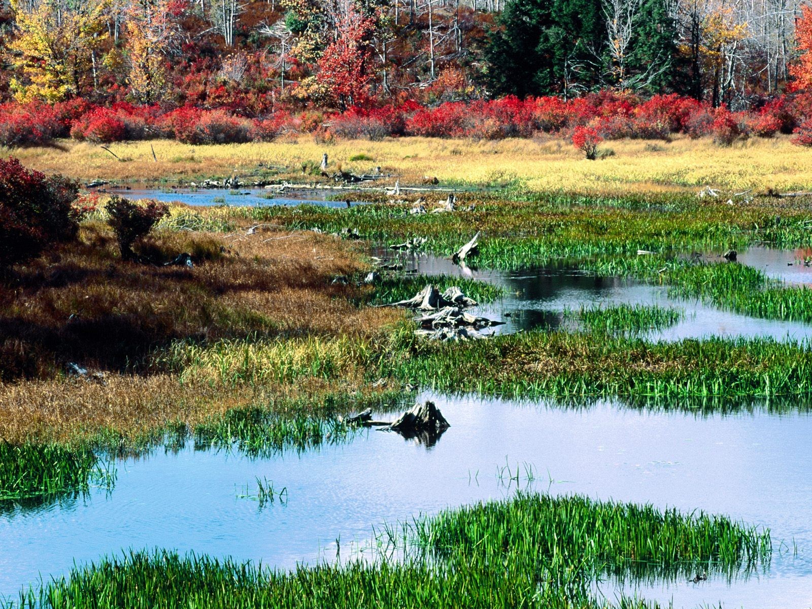 nature, Autumn, Ponds, Parks Wallpaper
