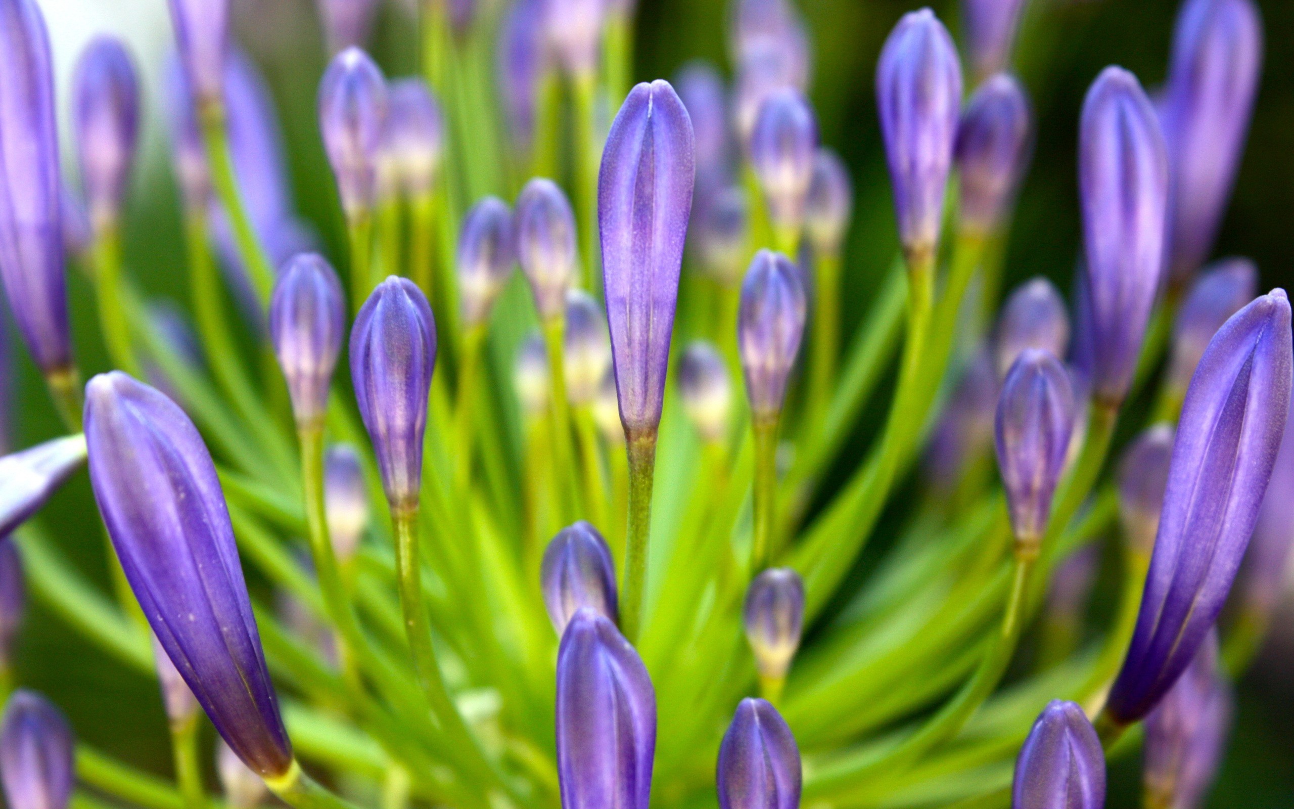 flowers, Crocus, Purple, Flowers Wallpaper