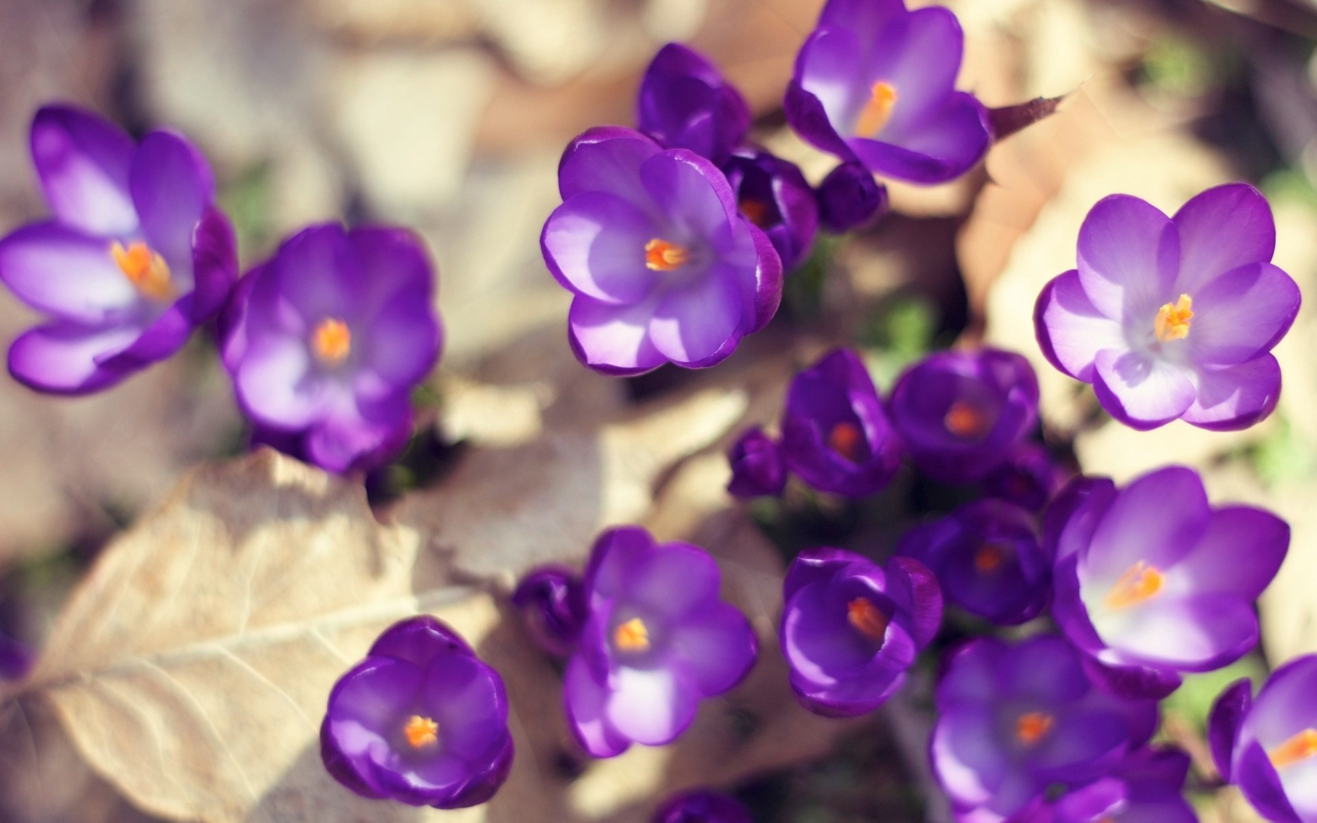 flowers, Violet Wallpaper