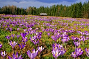 landscapes, Flowers, Valleys, Poland, Crocus, National, Park, Tatra, Purple, Flowers
