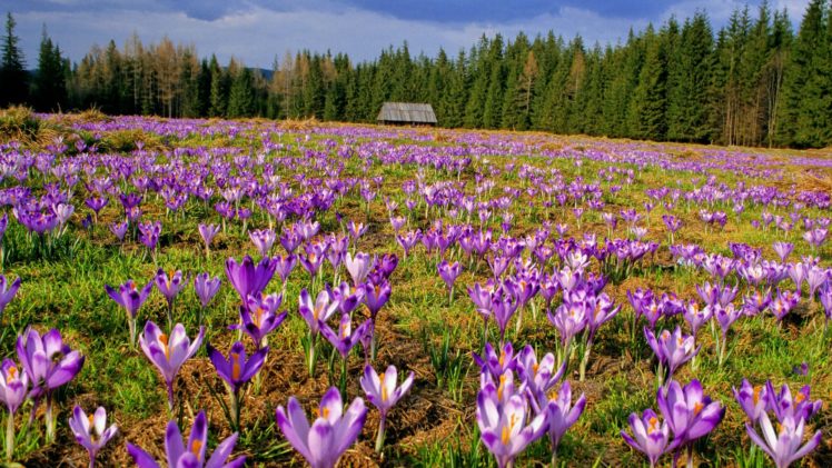landscapes, Flowers, Valleys, Poland, Crocus, National, Park, Tatra, Purple, Flowers HD Wallpaper Desktop Background