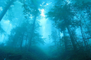 blue, Forests, Mist