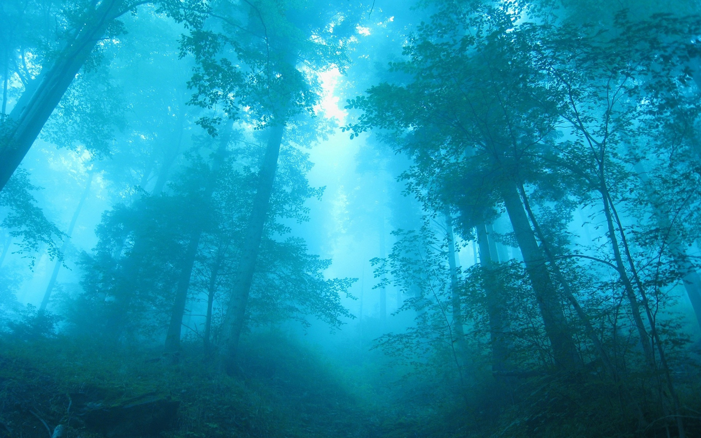 blue, Forests, Mist Wallpaper