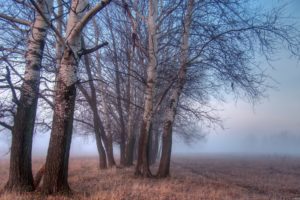 landscapes, Nature, Trees, Fog, Watermark