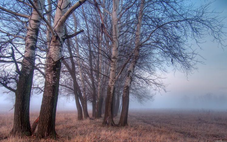 landscapes, Nature, Trees, Fog, Watermark HD Wallpaper Desktop Background