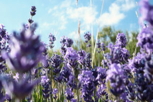 flowers, Lavender, Purple, Flowers