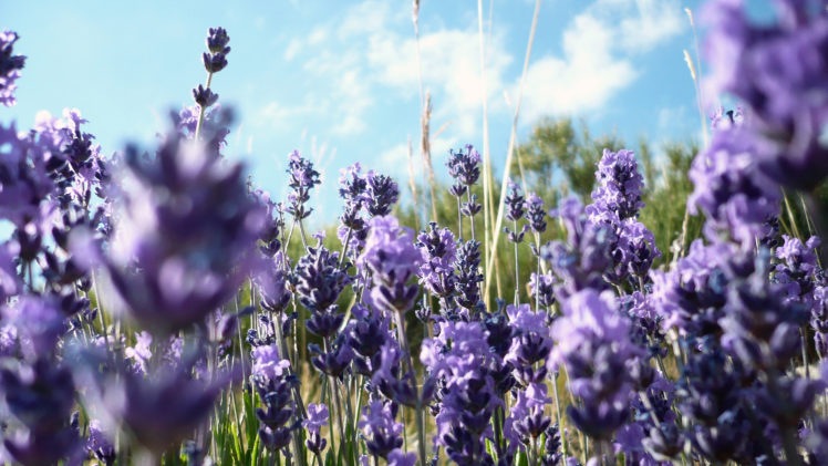flowers, Lavender, Purple, Flowers HD Wallpaper Desktop Background