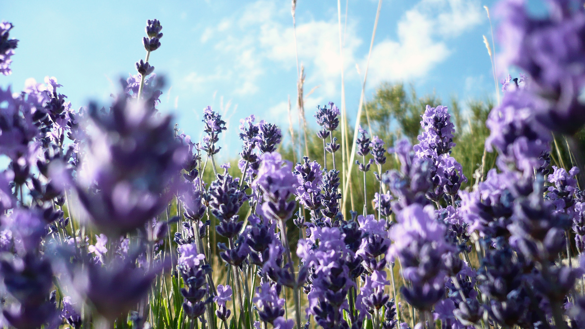flowers, Lavender, Purple, Flowers Wallpaper