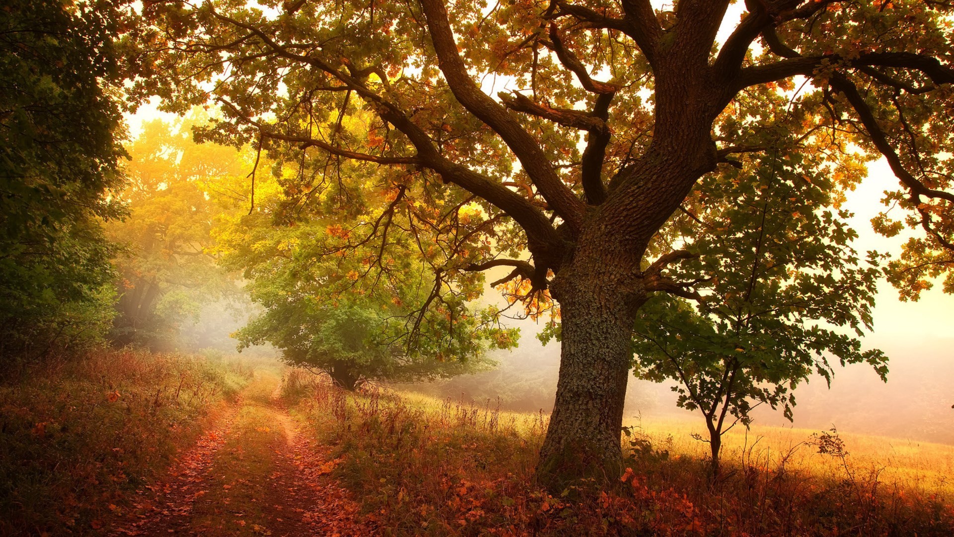 nature Wallpaper