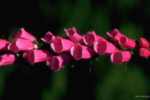 nature, Flowers, Pink, Flowers, Foxgloves