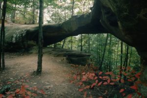 landscapes, Nature, Trees, Forests, Rocks, Arch, Daniel, Boone, National, Forest