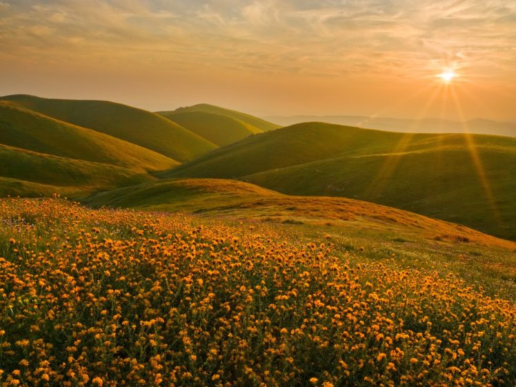 california, Cluster, Wildflowers HD Wallpaper Desktop Background