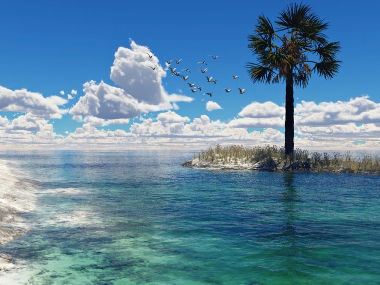 nature, Seagulls, Palm, Trees, Tyler, Young, Sea HD Wallpaper Desktop Background
