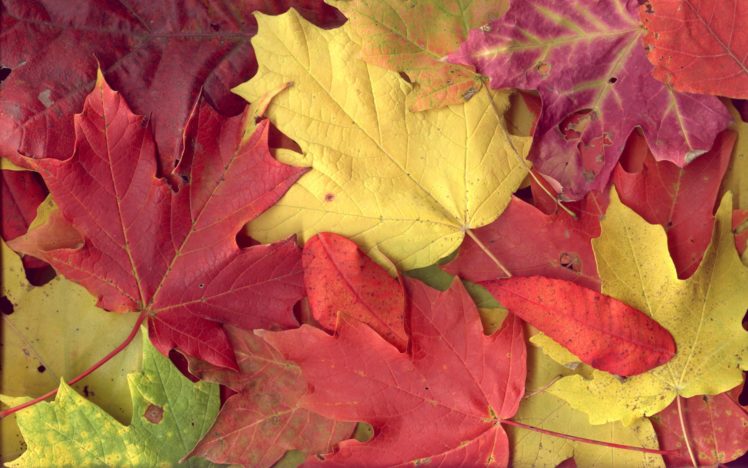 nature, Autumn HD Wallpaper Desktop Background