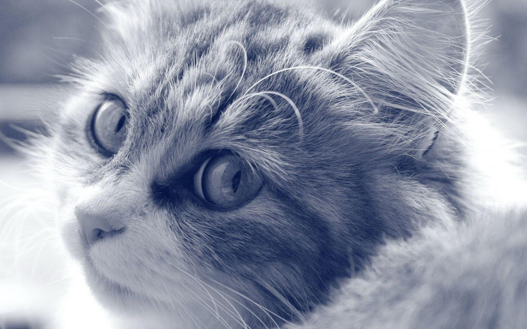 cats Wallpaper