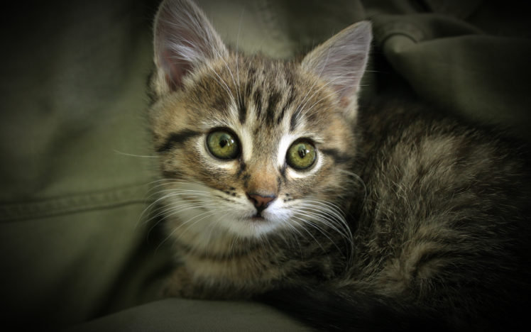 cats, Animals, Green, Eyes, Kittens HD Wallpaper Desktop Background