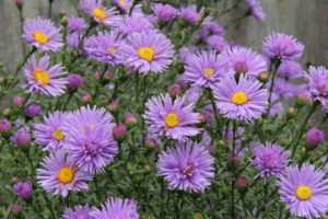 asters, Many, Flowers