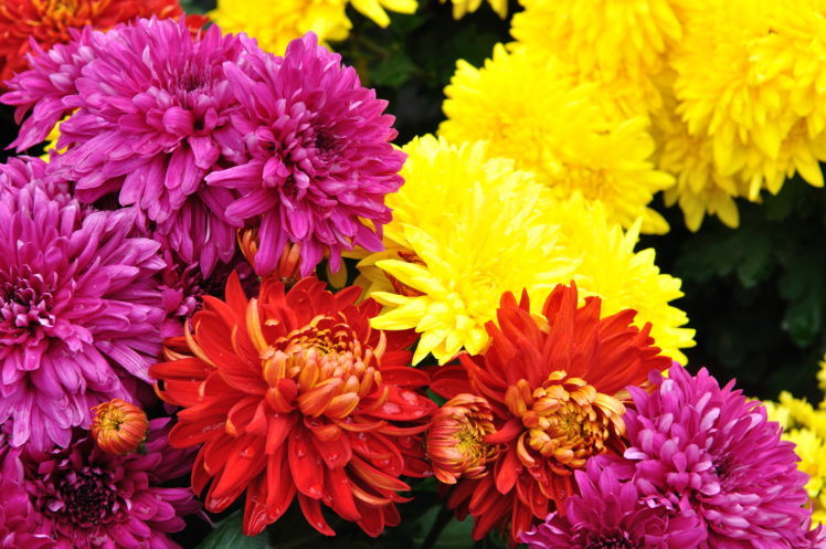 chrysanthemums, Many, Flowers HD Wallpaper Desktop Background