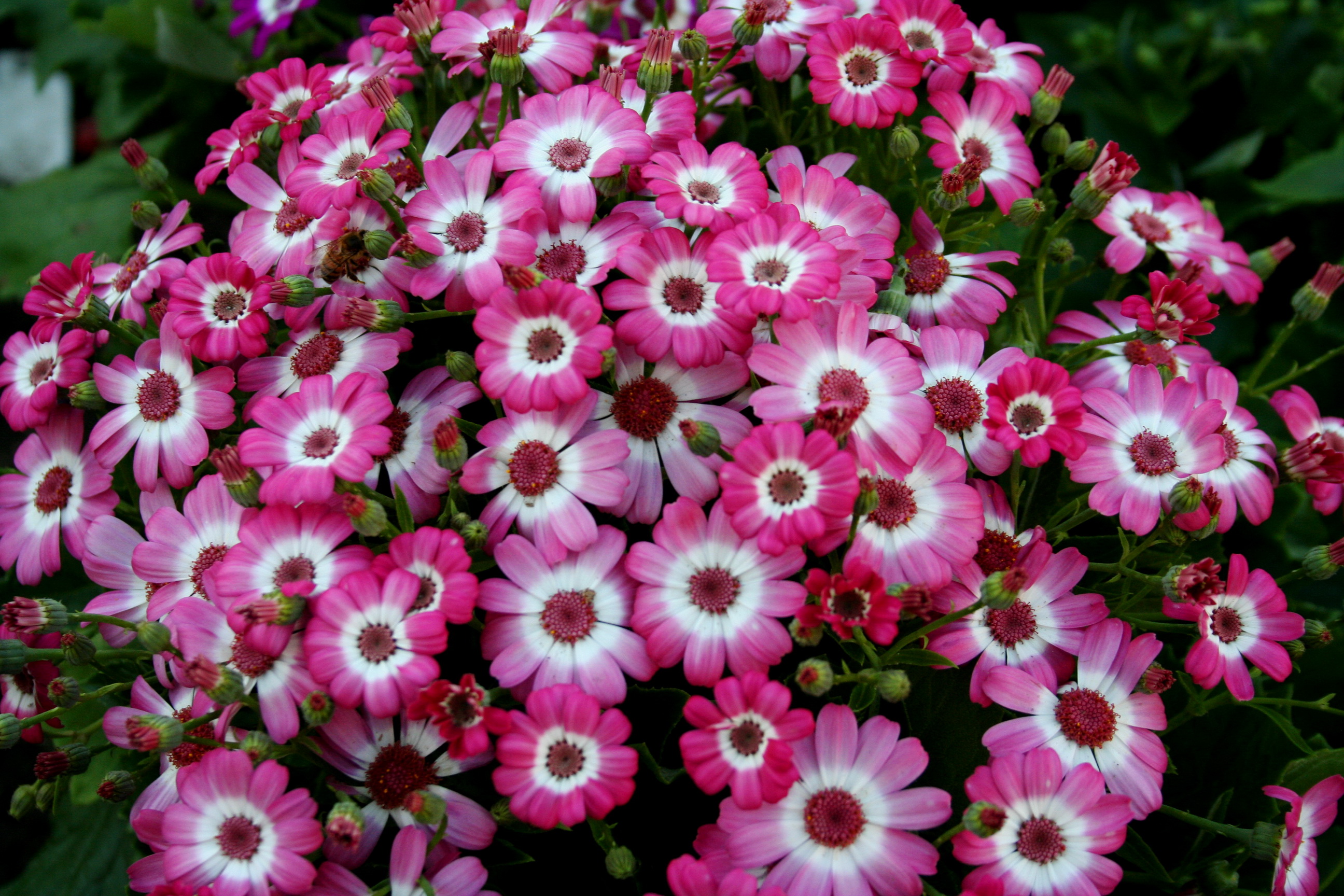 cineraria, Many, Flowers Wallpaper