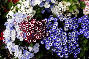 cineraria, Many, Flowers