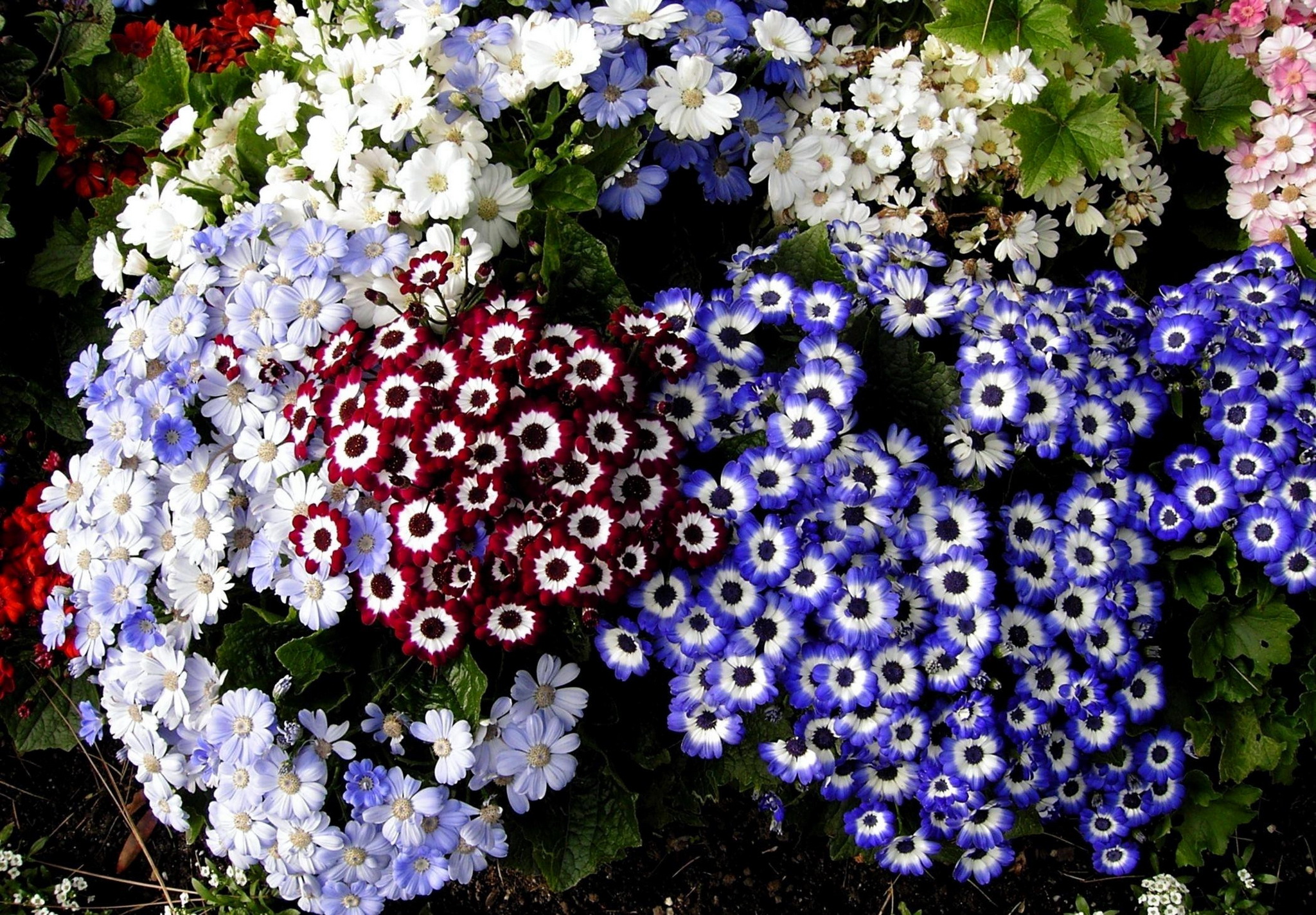 cineraria, Many, Flowers Wallpaper