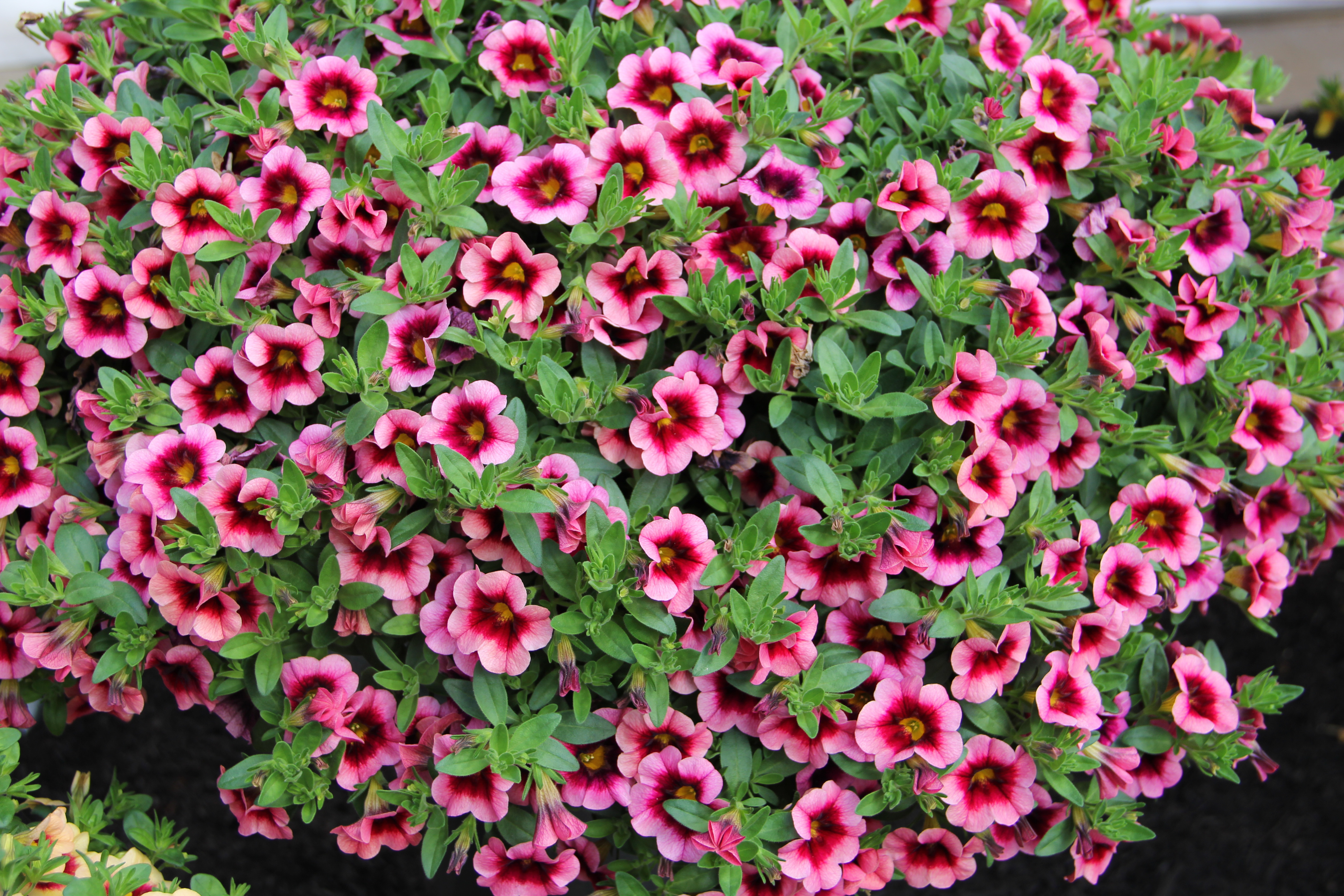 calibrachoa, Many, Flowers Wallpaper