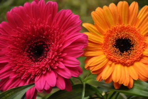 gerberas, Closeup, Flowers