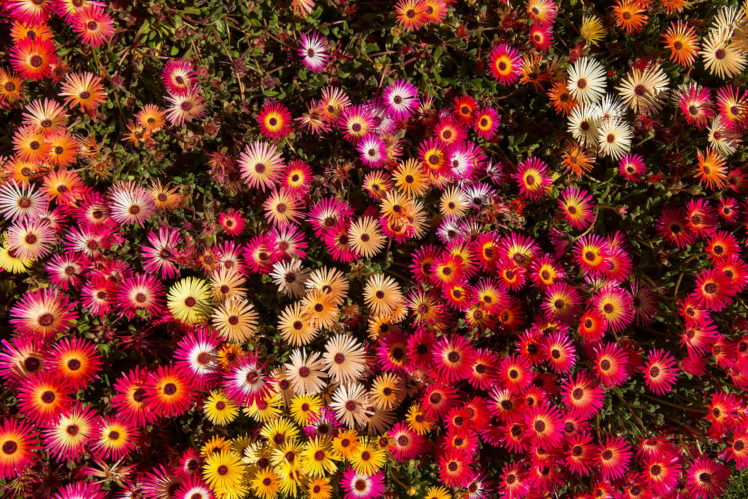 mesembryanthemum, Many, Flowers HD Wallpaper Desktop Background