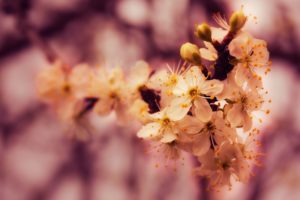nature, Spring,  season , Blossoms, Macro