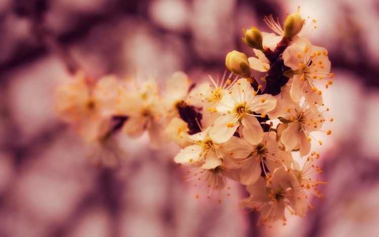 nature, Spring,  season , Blossoms, Macro HD Wallpaper Desktop Background