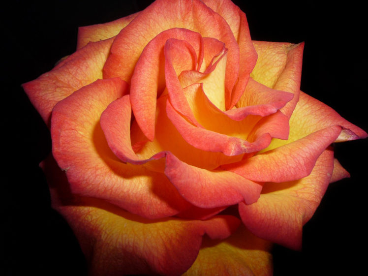 roses, Closeup, Flowers HD Wallpaper Desktop Background