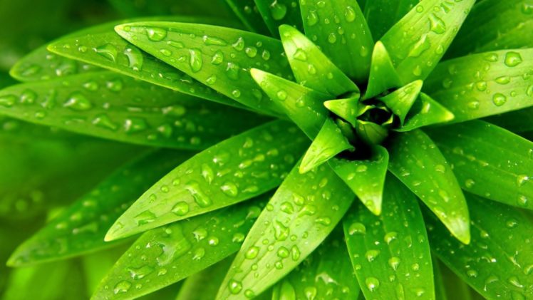 green, Nature, Plants, Flat HD Wallpaper Desktop Background