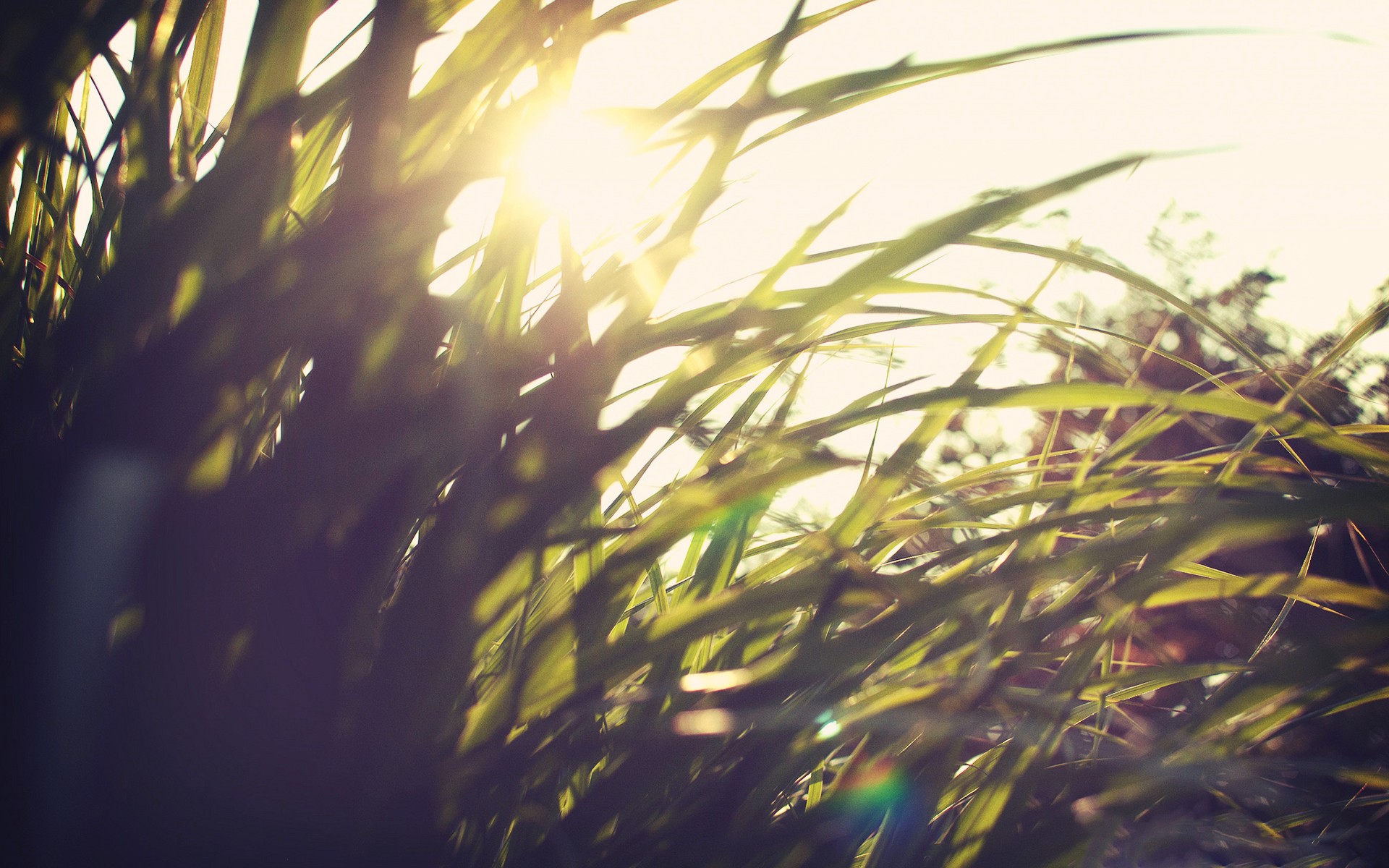 grass Wallpaper